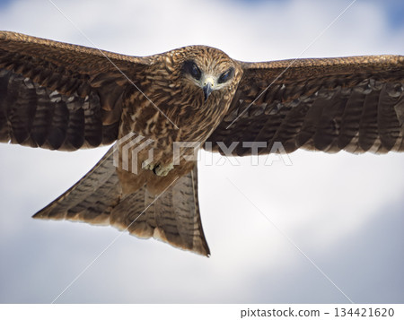 黑鳶目光銳利,瞄準獵物,向前飛去。 黑鳶目光銳利,瞄準獵物,向前飛去。 134421620