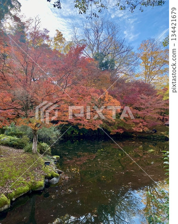 Autumn leaves at Hon-Miroku-den in Ayabe, Kyoto 134421679