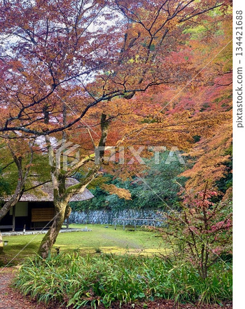 Autumn leaves at Hon-Miroku-den in Ayabe, Kyoto 134421688