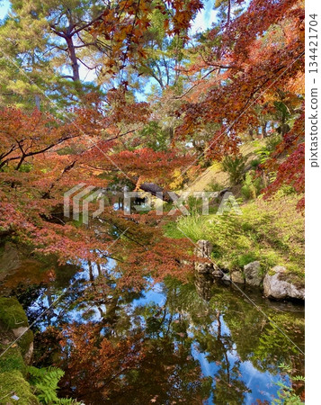 京都綾部本彌勒殿的秋葉 134421704