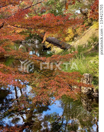 京都綾部本彌勒殿的秋葉 京都綾部本彌勒殿的秋葉 134421705