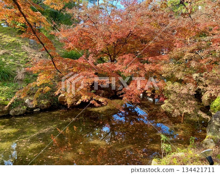 Autumn leaves at Hon-Miroku-den in Ayabe, Kyoto 134421711
