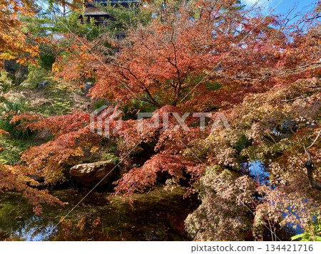 京都綾部本彌勒殿的秋葉 134421716
