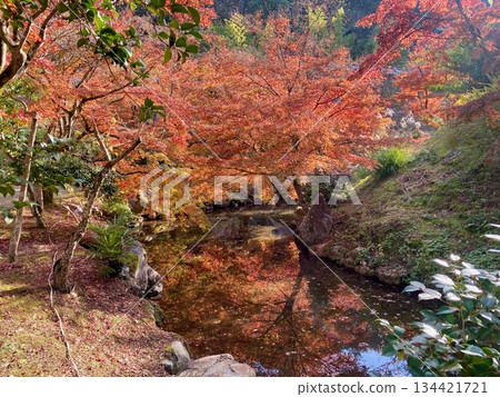 Autumn leaves at Hon-Miroku-den in Ayabe, Kyoto Autumn leaves at Hon-Miroku-den in Ayabe, Kyoto 134421721