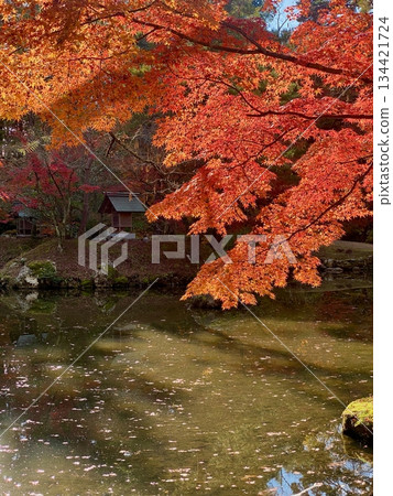 Autumn leaves at Hon-Miroku-den in Ayabe, Kyoto Autumn leaves at Hon-Miroku-den in Ayabe, Kyoto 134421724