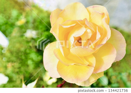 Yellow roses that bloomed in December Yellow roses that bloomed in December 134421736