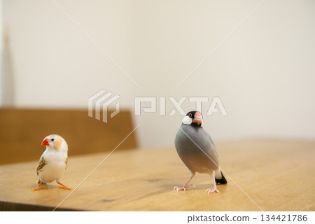 Java sparrow and zebra finch Java sparrow and zebra finch 134421786