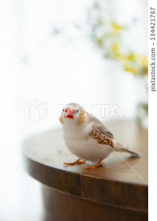 A zebra finch staring at me 134421787