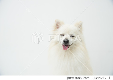 Pomeranian sticking out tongue Pomeranian sticking out tongue 134421791