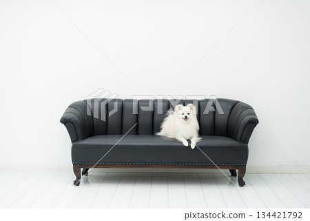 Pomeranian sitting on the sofa Pomeranian sitting on the sofa 134421792