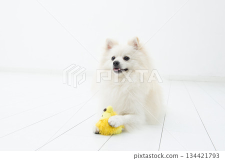 博美犬玩玩具 博美犬玩玩具 134421793