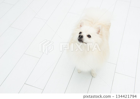 博美犬眼睛很好 博美犬眼睛很好 134421794