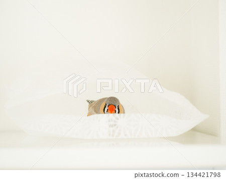 斑胸草雀玩捉迷藏 斑胸草雀玩捉迷藏 134421798