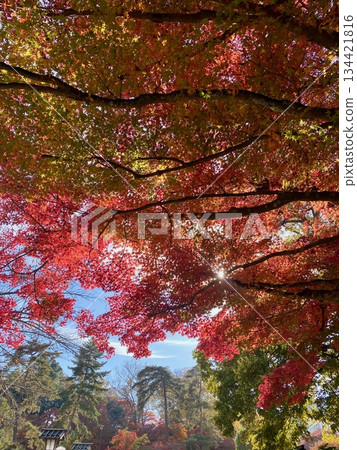 Autumn leaves at Hon-Miroku-den in Ayabe, Kyoto 134421816