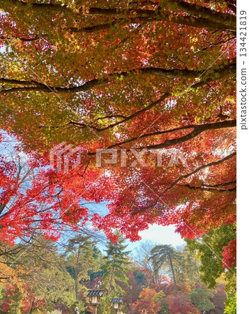 京都綾部本彌勒殿的秋葉 京都綾部本彌勒殿的秋葉 134421819