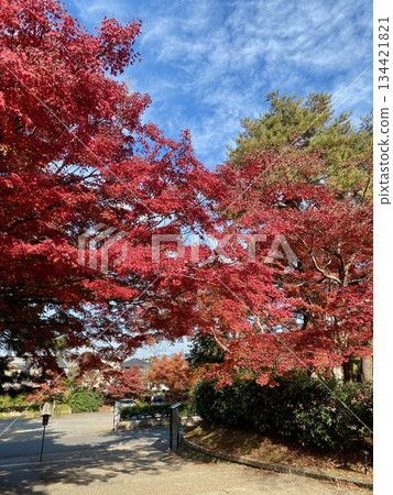 京都綾部本彌勒殿的秋葉 京都綾部本彌勒殿的秋葉 134421821