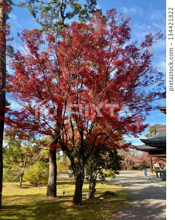 京都綾部本彌勒殿的秋葉 京都綾部本彌勒殿的秋葉 134421822
