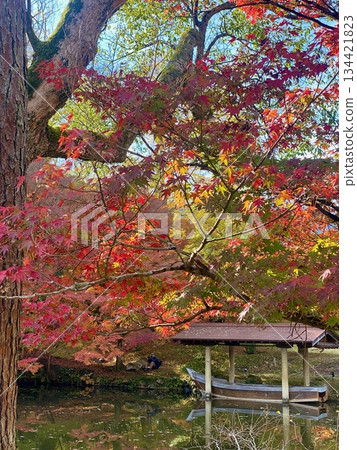 Autumn leaves at Hon-Miroku-den in Ayabe, Kyoto 134421823