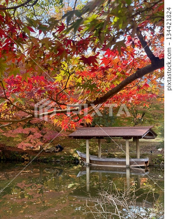 Autumn leaves at Hon-Miroku-den in Ayabe, Kyoto Autumn leaves at Hon-Miroku-den in Ayabe, Kyoto 134421824