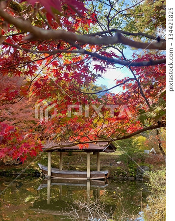 京都綾部本彌勒殿的秋葉 京都綾部本彌勒殿的秋葉 134421825