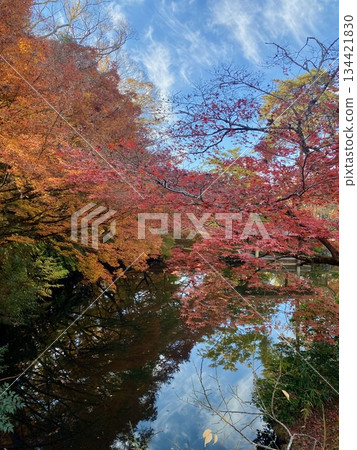 Autumn leaves at Hon-Miroku-den in Ayabe, Kyoto Autumn leaves at Hon-Miroku-den in Ayabe, Kyoto 134421830