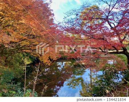 Autumn leaves at Hon-Miroku-den in Ayabe, Kyoto 134421834