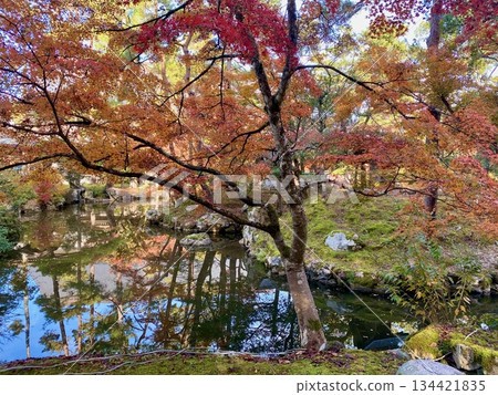 Autumn leaves at Hon-Miroku-den in Ayabe, Kyoto 134421835