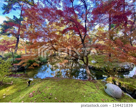 京都綾部本彌勒殿的秋葉 京都綾部本彌勒殿的秋葉 134421839