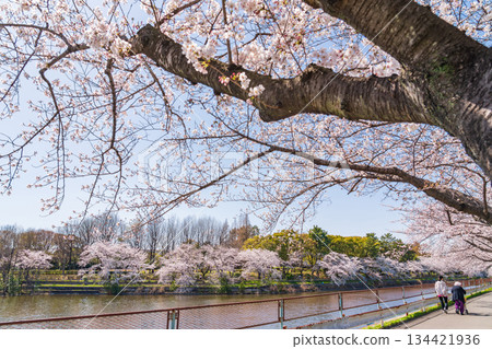 春天的荒子川公園,櫻花盛開(愛知縣名古屋市) 春天的荒子川公園,櫻花盛開(愛知縣名古屋市) 134421936