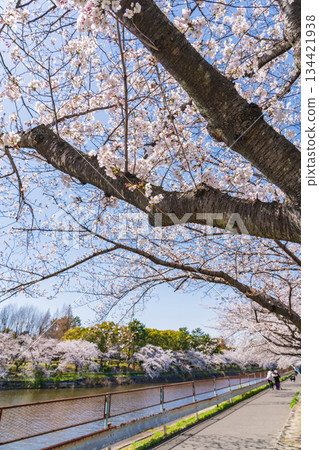 Spring at Arakogawa Park, cherry blossoms in full bloom (Nagoya, Aichi Prefecture) 134421938