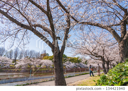 春天的荒子川公園，櫻花盛開（愛知縣名古屋市） 134421940