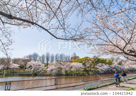春天的荒子川公園，櫻花盛開（愛知縣名古屋市） 134421942