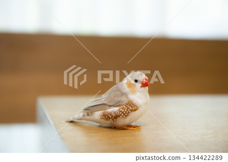 Sitting Zebra Finch 134422289