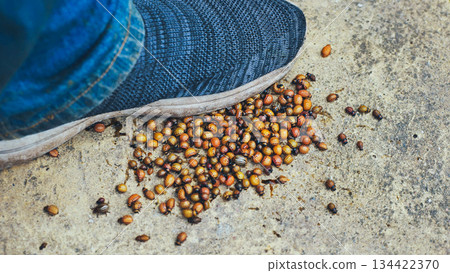 Farmer crushing colorado potato beetles with shoe on concrete floor 134422370