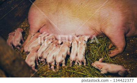 Piglets suckling a sow in a pigsty Piglets suckling a sow in a pigsty 134422377