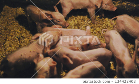 Piglets resting together on sawdust bedding in cozy barn Piglets resting together on sawdust bedding in cozy barn 134422408