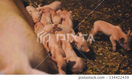 Nursing piglets feeding alongside sow in rustic farmyard setting, depicting rural animal husbandry Nursing piglets feeding alongside sow in rustic farmyard setting, depicting rural animal husbandry 134422439