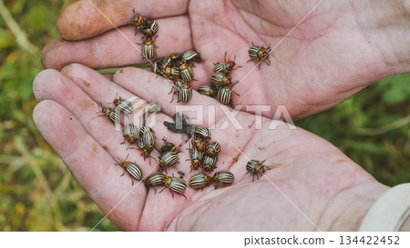 Farmer holding colorado potato beetles in open hands 134422452