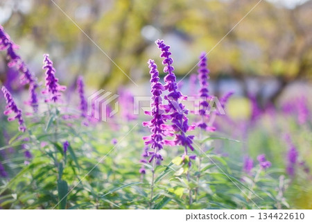 Lavender planted in the park Lavender planted in the park 134422610
