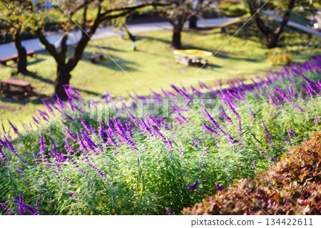 Lavender blooming in a flowerbed in the park Lavender blooming in a flowerbed in the park 134422611