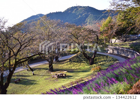A promenade with lavender and trees A promenade with lavender and trees 134422612