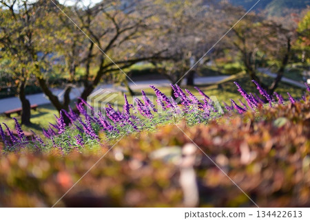 盛開的紫色花朵 134422613