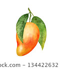 Hand-drawn illustration of a ripe mango hanging from a branch with several fresh green leaves. Perfect for showcasing tropical fruits, healthy eating concepts, or natural designs. 134422632