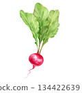 Hand-drawn radish with leaves, vegetable illustration. 134422639