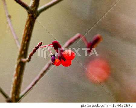包裹在紅色假種皮中的小丸子 包裹在紅色假種皮中的小丸子 134422673