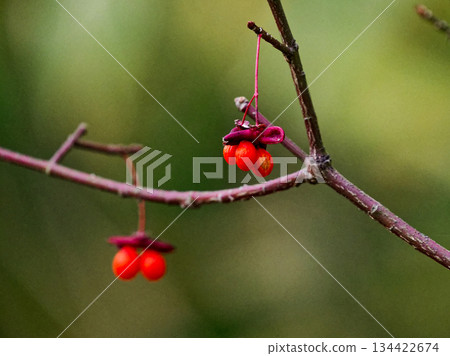 Komayumi seeds wrapped in red arils 134422674