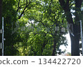 green tree in the park 134422720
