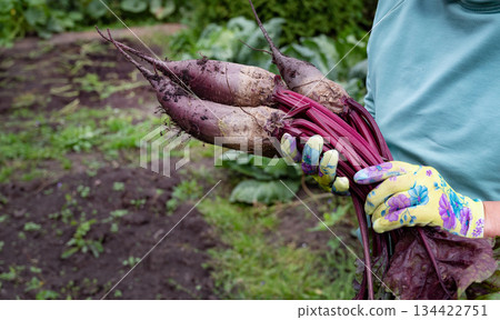 Freshly harvested beets held by a gardener in a backyard garden during late summer Freshly harvested beets held by a gardener in a backyard garden during late summer 134422751