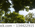 green leaves of the trees 134422915