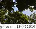 green leaves of trees 134422916